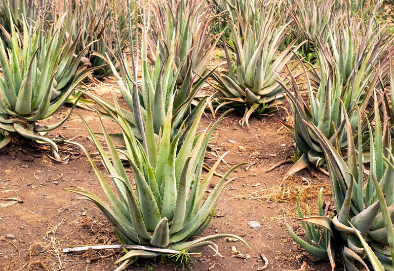 Aloe Vera