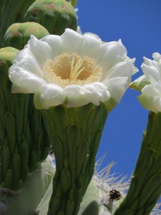 Southwest Conference on Botanical Medicine 2017 - BotanicalMedicine.org