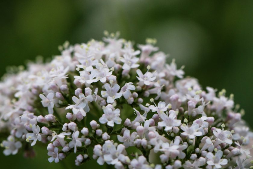 Medicines from the Earth Herb Symposium 2019 - BotanicalMedicine.org