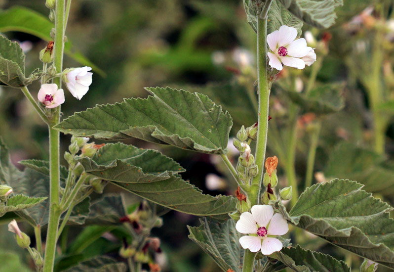 Althaea officinalis (Marshmallow)