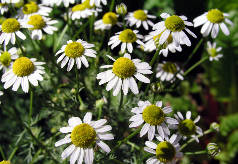 Matricaria recutita (Chamomile)