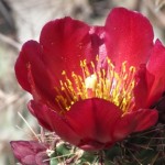 chollaflower