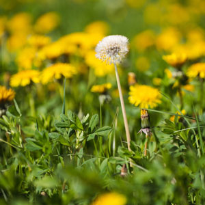 dandelions