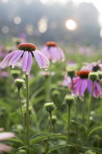 echinacea