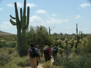 herbal medicine field study