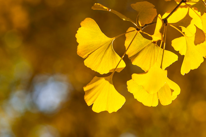 Ginkgo