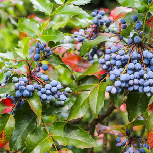 mahonia Oregon grape