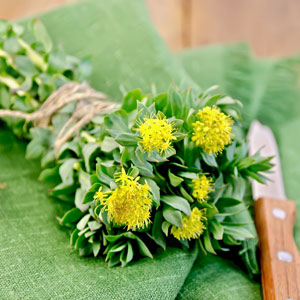 Rhodiola rosea (golden root)